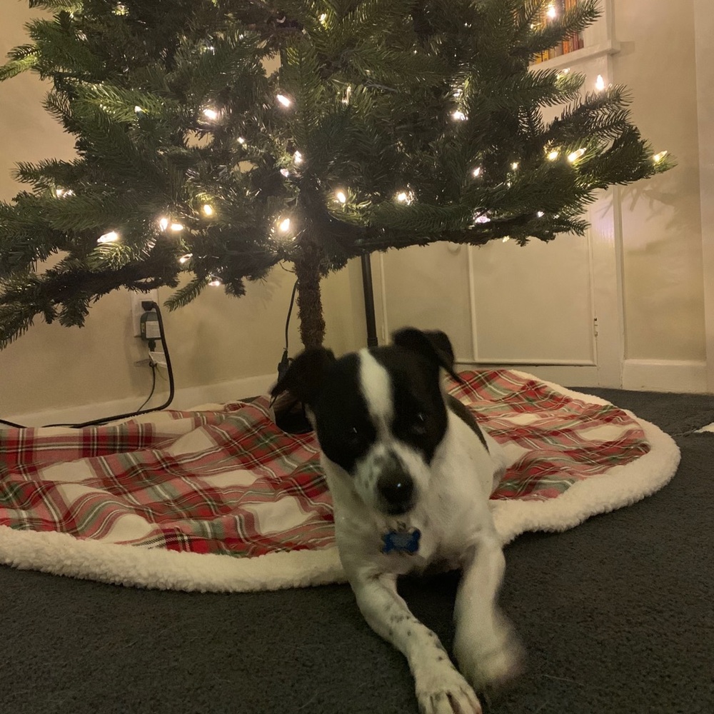 Meet your Posher, Riley